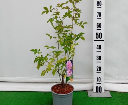 Rosa damascena (x) 'Blush Damask'