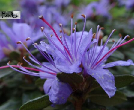 Rhododendron impeditum `Azurika`-tihe rodo
