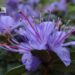 Rhododendron impeditum `Azurika`-tihe rodo