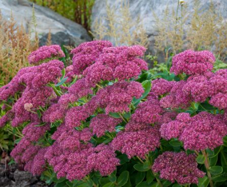 1742_4624_Sedum_Herbstfreude_.jpg