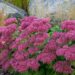 1742_4624_Sedum_Herbstfreude_.jpg