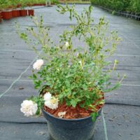 Rosa 'White Fairy'-Szmiti tootefoto