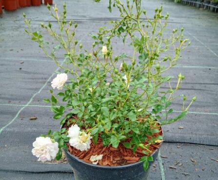 Rosa 'White Fairy'-Szmiti tootefoto