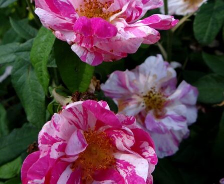 Rosa 'Rosa Mundi'-roos (2)