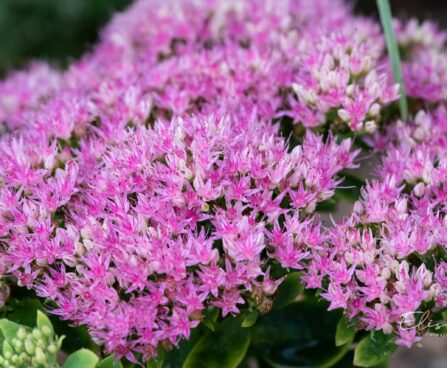 1742_9679_Sedum_Herbstfreude__kukehari.jpg