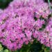 1742_9679_Sedum_Herbstfreude__kukehari.jpg