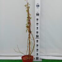 Rosa 'Goldfinch'-roniroos Szmiti tootefoto