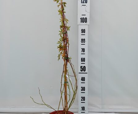 Rosa 'Goldfinch'-roniroos Szmiti tootefoto