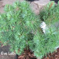 Larix laricina -jaapani lehis Wehlen