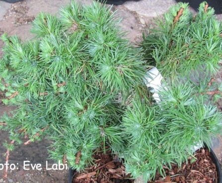 Larix laricina -jaapani lehis Wehlen