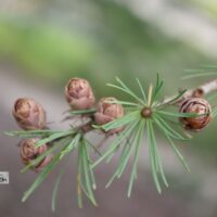 Larix laricina-ameerika lehis