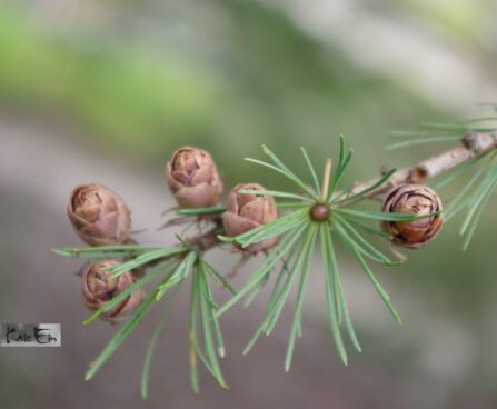 Larix laricina-ameerika lehis