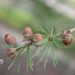 Larix laricina-ameerika lehis