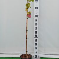 Rubus idaeus 'Malling Promise'- vaarikas