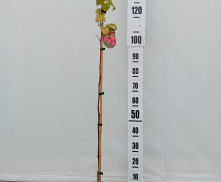 Rubus idaeus 'Malling Promise'- vaarikas