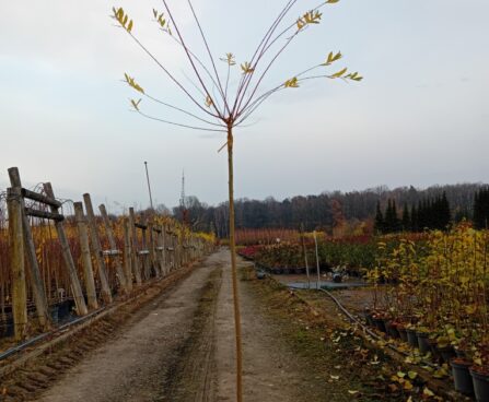 terveservaline paju 'Hakuro-nishiki'