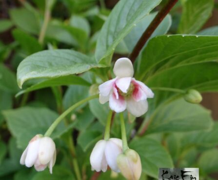Schisandra chinensis -sidrunväändiku õied