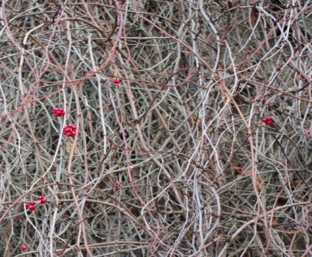 Schisandra chinensis -hiina sidrunväädik hilissügisel