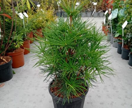 Sciadopitys verticillata-sirmokas