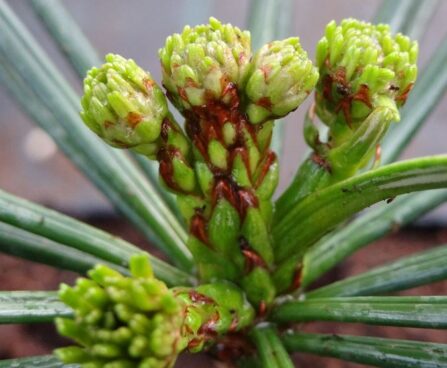 Sciadopitys verticillata-sirmokas uus kasv