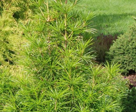 Sciadopitys verticillata-sirmokas1