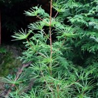 Sciadopitys verticillata-sirmokas