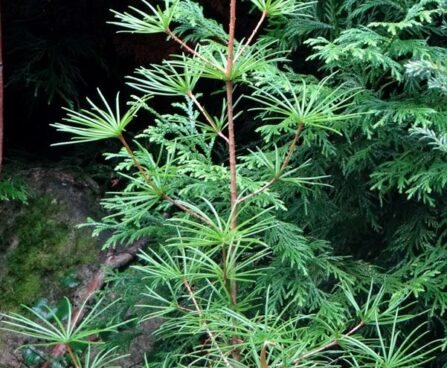 Sciadopitys verticillata-sirmokas