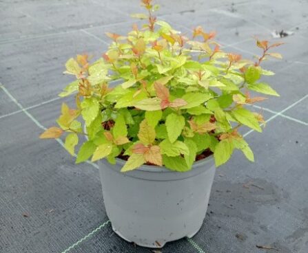 Spiraea japonica 'Firelight'-jaapani enelas Szmiti tootefoto