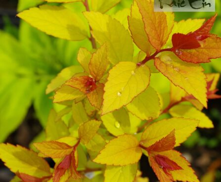 Spiraea japonica `Firelight` -jaapani enelas