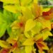 Spiraea japonica `Firelight` -jaapani enelas