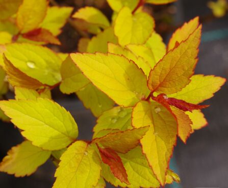 Spiraea japonica jaapani enelas Firelight