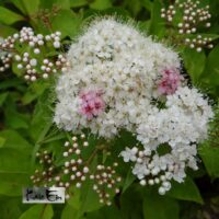 Spiraea japonica `Genpei`- jaapani enelas