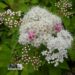 Spiraea japonica `Genpei`- jaapani enelas