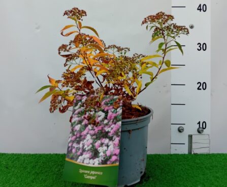Spiraea japonica 'Genpei'-jaapani enelas Szmiti tootefoto