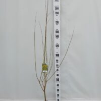 Salix euxina 'Bullata'