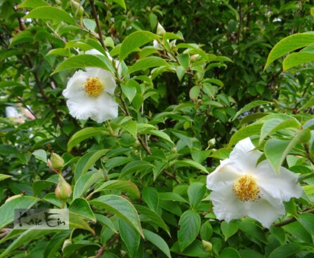 Stewartia pseudocamellia -korea stuartia 2