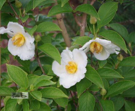 Stewartia pseudocamellia -korea stuartia3