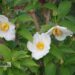Stewartia pseudocamellia -korea stuartia3