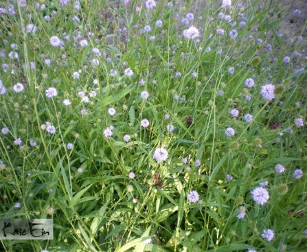 Succisella-inflexa-Frosted-Pearls.-harilik jaaguleht