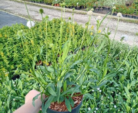 Succisella inflexa 'Frosted Pearls'-harilik jaaguleht