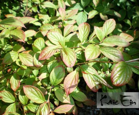 stewartia pseudocamelia- korea stuartia