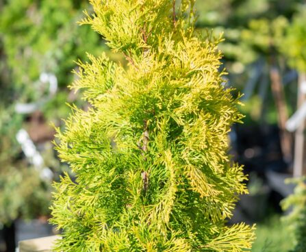 1749_10564_Thuja_occidentalis_Jantar__harilik_elupuu.jpg