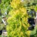 1749_10564_Thuja_occidentalis_Jantar__harilik_elupuu.jpg