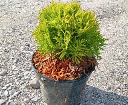 Thuja occidentalis 'Mirjam'-har. elupuu, szmiti tootefoto