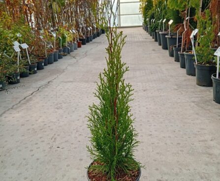 Thuja occidentalis 'Smaragd'-har. elupuu Szmiti tootefoto