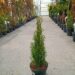 Thuja occidentalis 'Smaragd'-har. elupuu Szmiti tootefoto