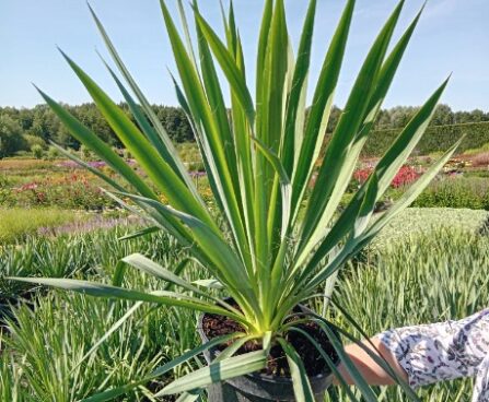 Yucca filamentosa
