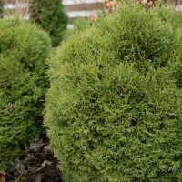 1750_6483_Thuja_occidentalis_Little_Gem_2.JPG