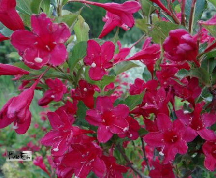 weigela `red Prince`-veigela