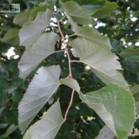 Tilia tomentosa-hõbepärn